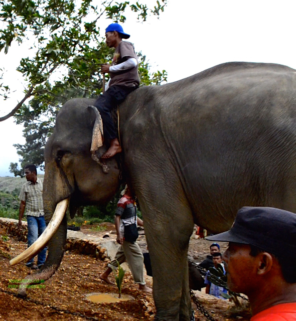 DIon, yang pindah ke Barumun dari Aras Napal, untuk dapat kehdupan lebih baik....Ternyata, tak bertahan lama, di Barumun, Dion mati. Foto: Ayat S Karokaro