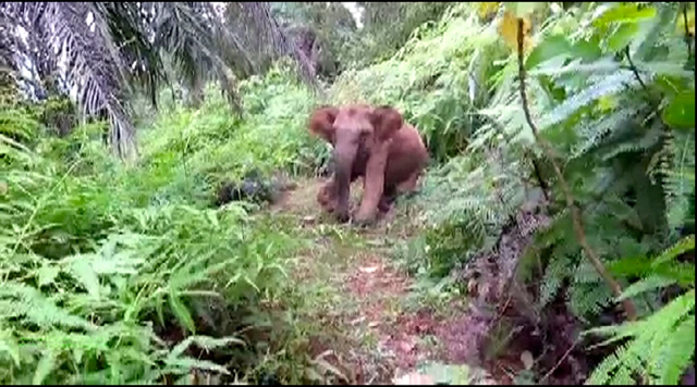 Anakan gajah yng beberapa pekan alu terluka dan diobati, lalu tertinggal dari kelompok. Foto: Ayat S Karokaro