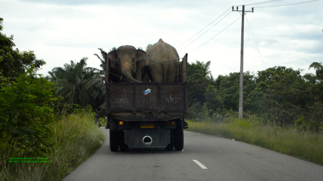 Gajah menuju Barumun. Foto: Ayat S Karokaro