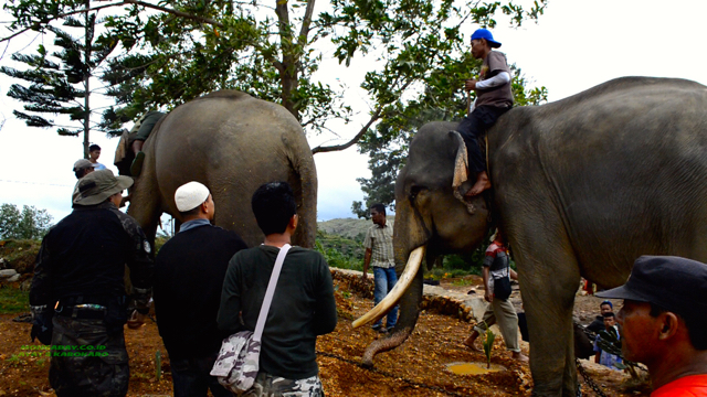 Setelah belasan jam dalam truk, tiga gajah inipun tiba di SM Barumun. Foto: Ayat S Karokaro