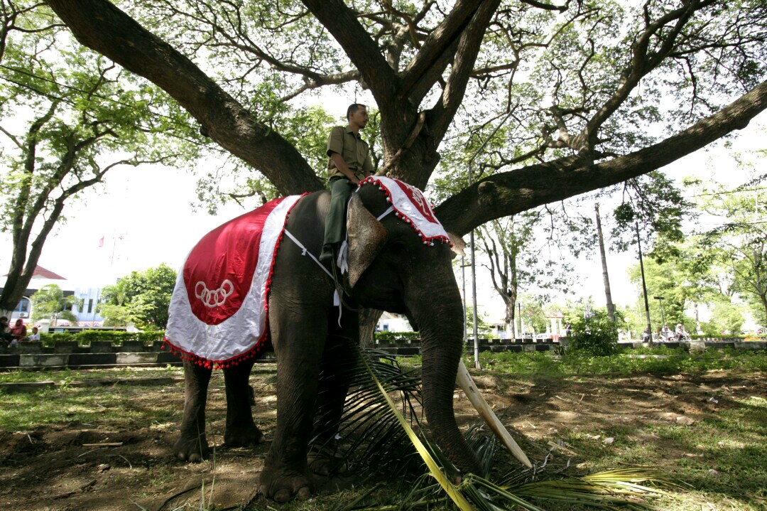 Menjaga kehidupan gajah sumatera beserta habitatnya berarti kita telah menyelamatkan bumi dari kerusakan. Foto: Junaidi Hanafiah