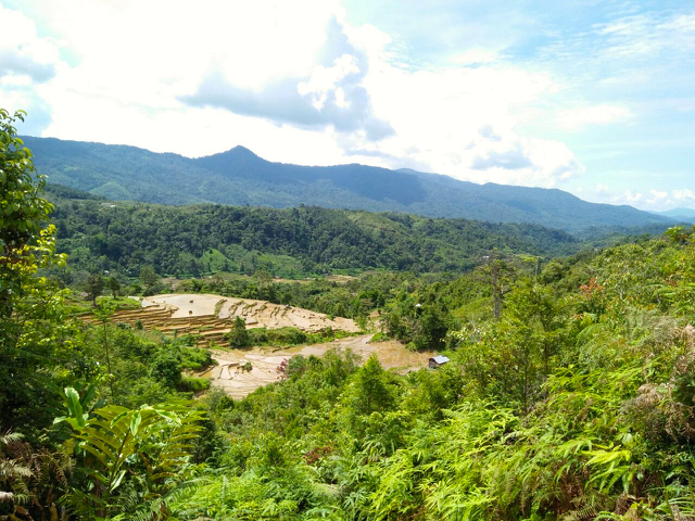 Hutan Nagari Sariak Alahan Tigo (Santiago), Solok. Foto: Vinolia