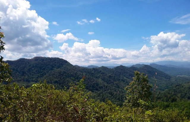 Hutan Nagari Ialan, Lubuk Tarok, Sijunjung. Hutan lebat dan menjadi gantuan hidup warga nagari. Foto: Qbar