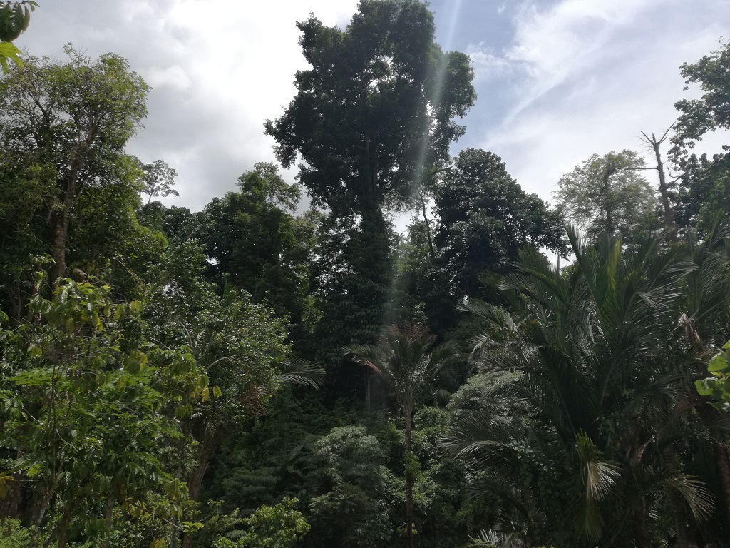 Dengan konsep agroferstry petani di Desa Kaluloe, Bantaeng, Sulawesi Selatan bisa berkebun beragam macam tanaman perkebunan di dalam hutan tanpa harus menganggu kelestarian lingkungan sekitar. Hutan pun tetap terjaga kelestariannya, termasuk sumber air yang ada di sekitar. Foto: Wahyu Chandra