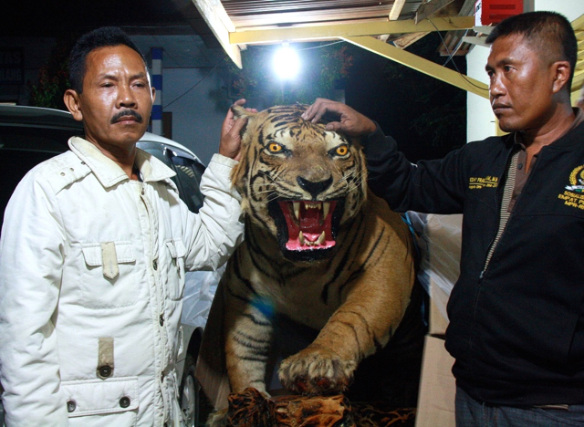 NI (berbaju putih), yang berniat menjual harimau awetan dari Sumsel ke Jambi dan diamankan aparat. Foto: Lili Rambe