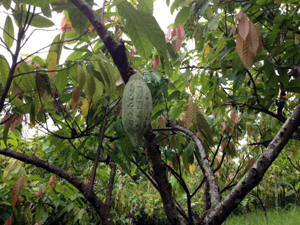Salah satu sudut hutan Register 19 Tahura Wan Abdul Rachman yang terus dijaga masyarakat. Tanaman produksi seperti kakao, ditanam di antara pohon khas hutan Sumatera. Foto: Taufik Wijaya