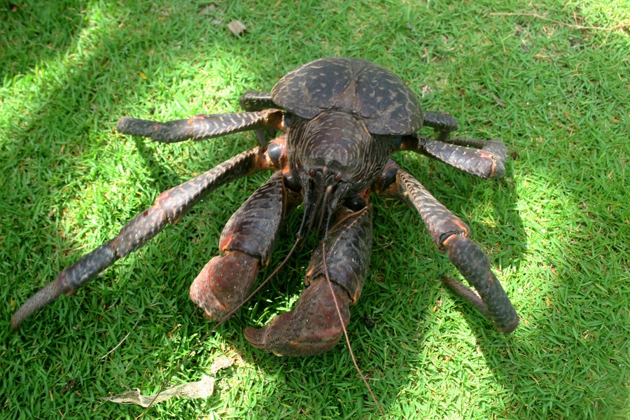 Ketam kenari di Pulau Maratua, Kalimantan Timur. Ketam kenari (Birgus latro) atau disebut kepiting kelapa, merupakan artropoda darat terbesar di dunia | Foto :Wisuda