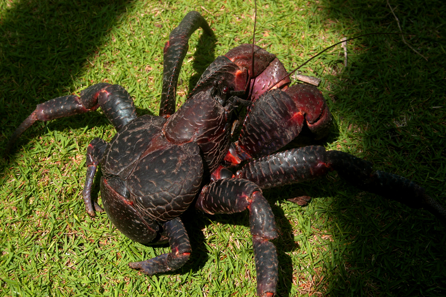 Ketam kenari atau Birgus latro yang ada di Pulau Maratua, Kalimantan Timur | Foto : Wisuda