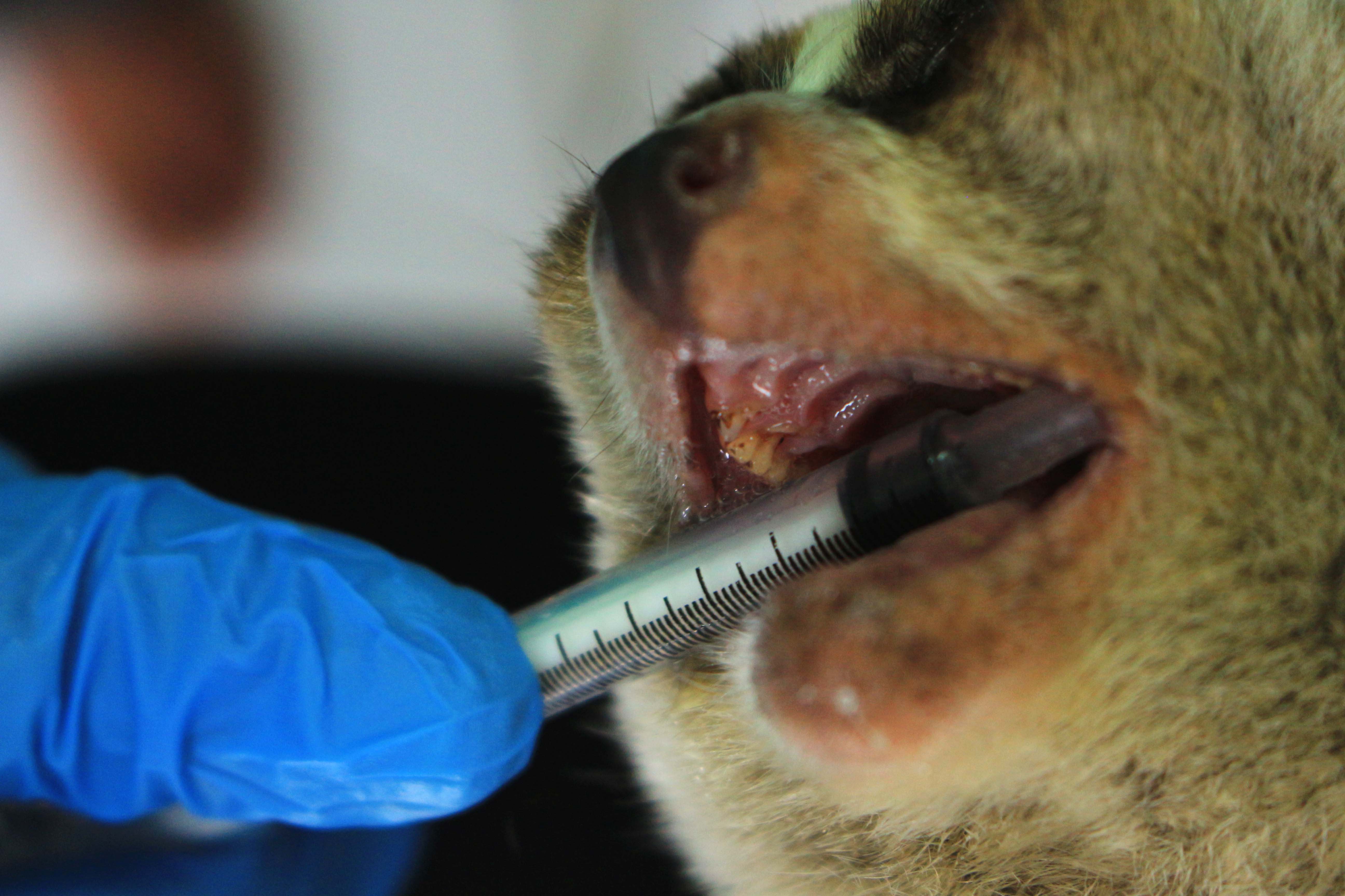 Dokter memperlihat gigi kukang jawa (Nycticebus javanicus) yang telah di potong di Pusat Penyelamatan dan Rehabilitasi Satwa International Animal Rescue (IAR) Indonesia, Bogor, Jawa Barat. Menurut pengamatan IAR, kukang yang taringnya di potong tidak bisa dilepas liarkan. Foto Donny Iqbal