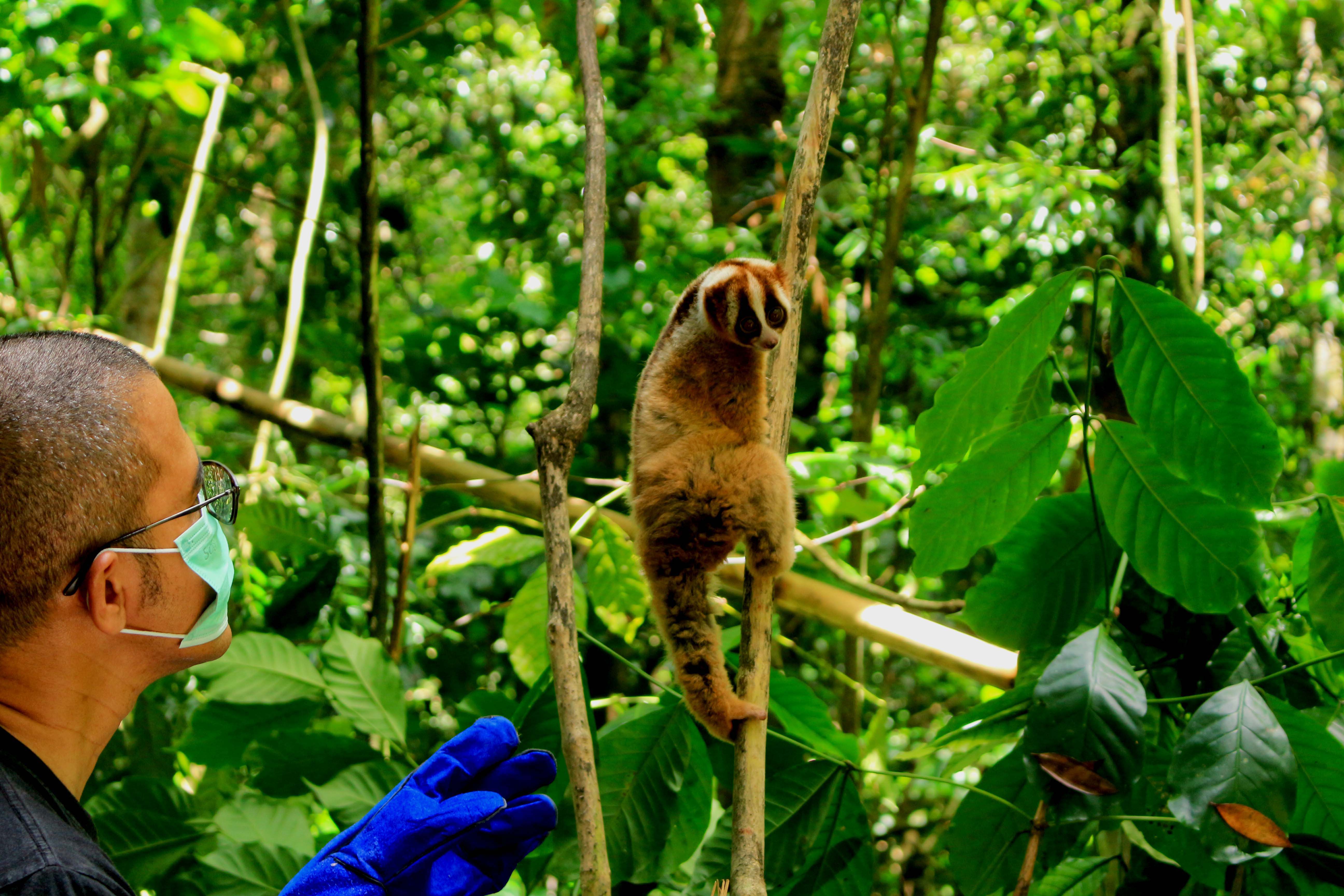 Petugas melepasliarkan Kukang jawa (Nycticebus javanicus) di Taman Nasional Gunung Halimun Salak (TNGHS). Berdasarkan data Pusat Penyelamatan dan Rehabilitasi Satwa International Animal Rescue (IAR) Indonesia, sebanyak 400 ekor kukang diambil dari alam untuk diperjualbelikan, Foto Donny Iqbal