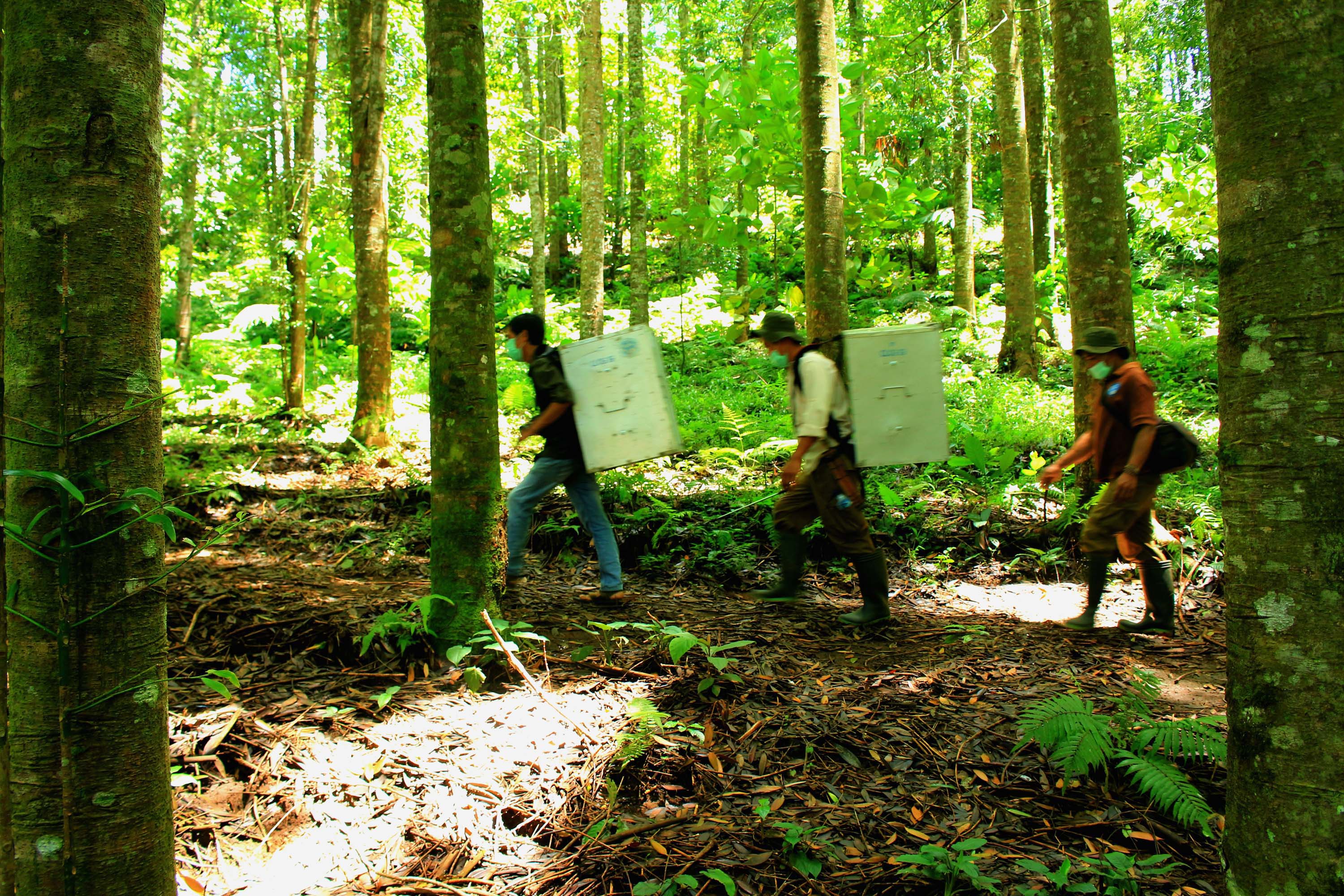 Sejumlah relawan membawa kukang jawa (Nycticebus javanicus) dengan menggunakan kandang transport yang nantinya akan dilepasliarkan di Taman Nasiona Gunung Halimun Salak (TNGHS). Foto Donny Iqbal
