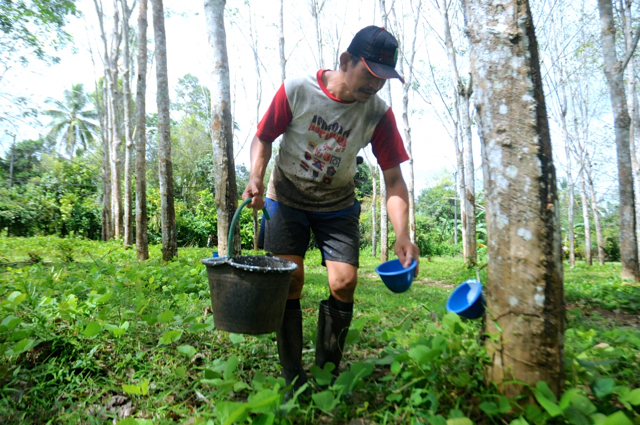 Pekerja usai menyadap karet di kebun Lonsum. Foto: Eko Rusdianto