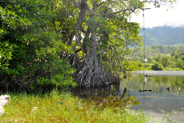  Malut, daerah kepulauan. Mangrove daerah ini mesti mendapatkan perhatian serius.Foto: M Rahmat Ulhaz