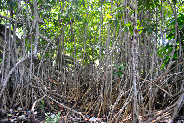 Bakau banyak hidup di kawasan hutan mangrove Takome. Foto: M Rahmat Ulhaz 