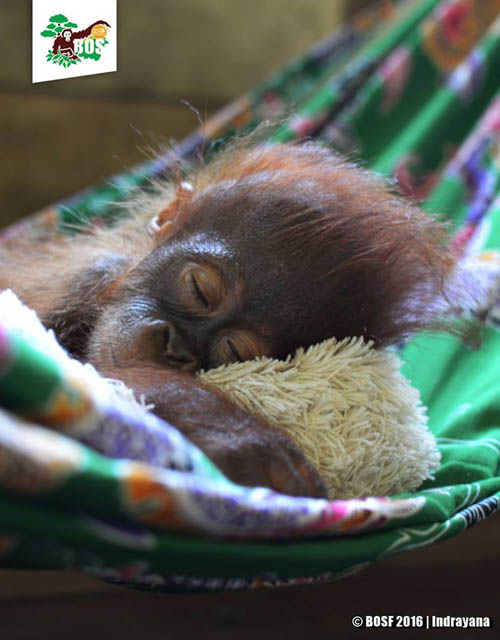 Orangutan yang nasibnya harus diperhatikan dikarenakan habitatnya yang kian menyempit. Foto: BOSF/Indrayana