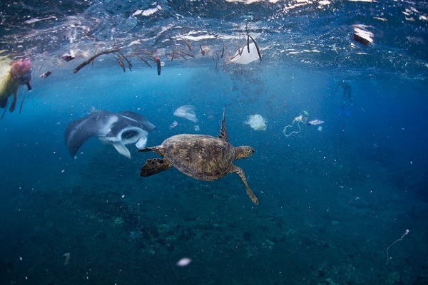 Seekor pari manta dan seekor penyu berenang di perairan yang penuh sampah plastik. Foto : John Johnson/onebreathphoto.com