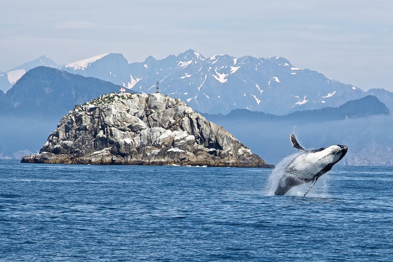 Satu individu paus yang terlihat menyembul dari permukaan laut. Foto: Skeeze/Pixabay