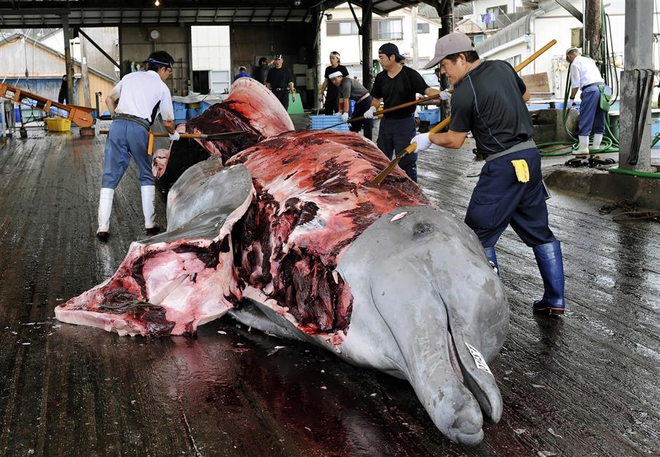 Nelayan tampak menguliti paus hasil buruan di Pelabuhan Wada, Chiba Prefecture, Jepang, 30 Juli 2009. Foto: EPA 