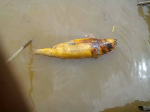 Pesut yang ditemukan mati mengambang diSamarinda seberang daerah Sungai Keledang. Foto: Akun Facebook Rendra Bayu