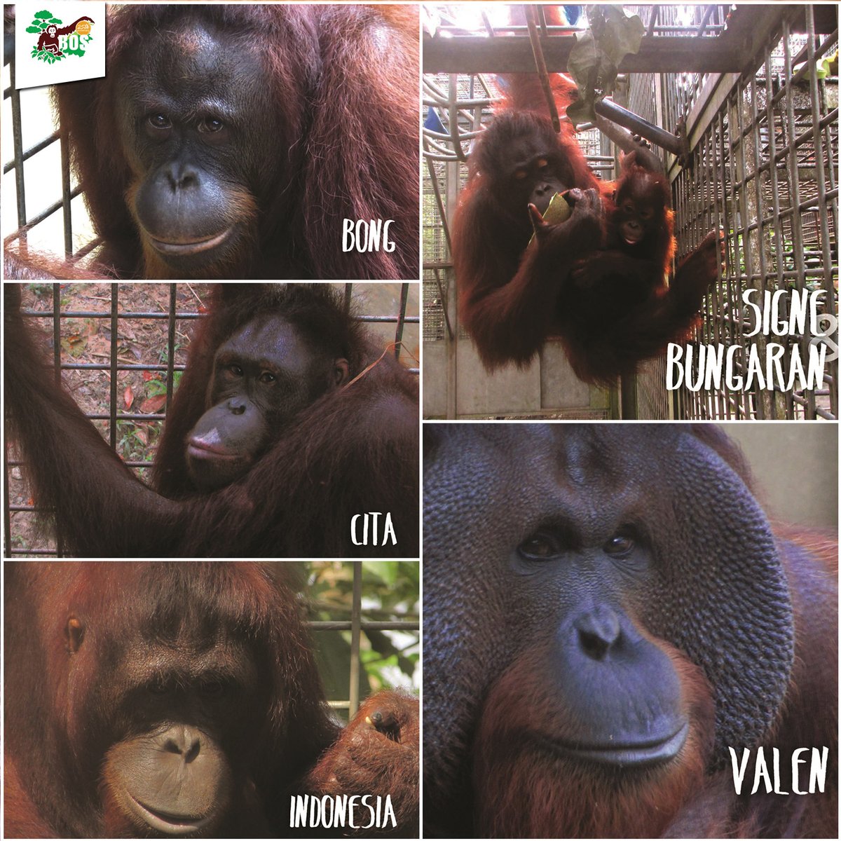 Profil orangutan yang dilepasliarkan di Hutan Kehje Sewen, Kutai Timur. Foto: BOSF