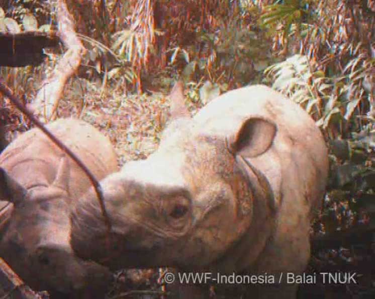 Dua individu badak jawa yang terpantau kamera jebak di Taman Nasional Ujung Kulon. Foto: WWF-Indonesia/Balai TNUK 