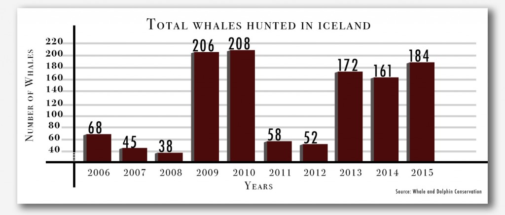 Jumlah paus yang diburu di Islandia. Kredit grafis: Amanda Suarez/Culture Trip
