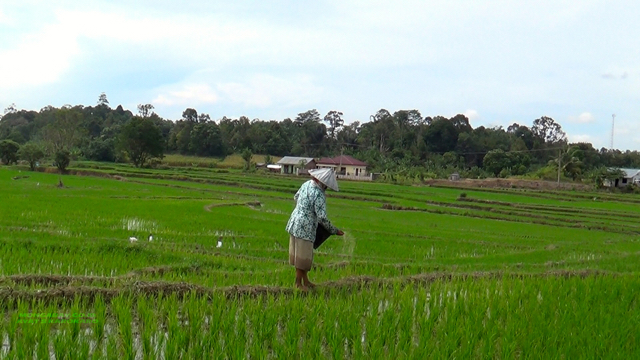 Hamparan sawah di sepanjang jalan menuju Bah Butong. Foto: Ayat S Karokaro