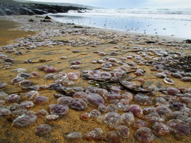 Ubur-ubur yang terdampar di pantai wilayah Portugal. foto: Cianan Brennan
