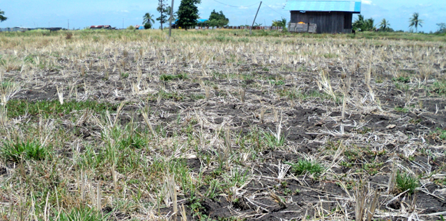Lahan pertanian di Wasur II, sebagian sudah kering kerontang meskipun ada beberapa lahan masih tanam dengan pasokan air terbatas. Foto: Agapitus Batbual