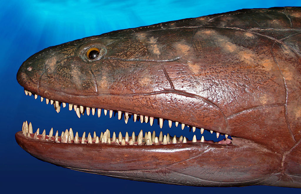 Ikan Purba Hidup yang Melebihi Era Dinosaurus Ini Ada di