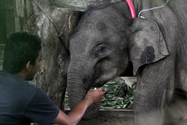 Anak gajah sumatera ini, saat ditemukan pertama kali kondisinya lemah, dehidrasi dan kekurangan nutrisi. Foto: Junaidi Hanafiah