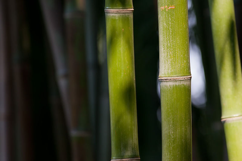 Bambu, tanaman yang kaya manfaat dan menguntungkan. Sumber: Wikipedia