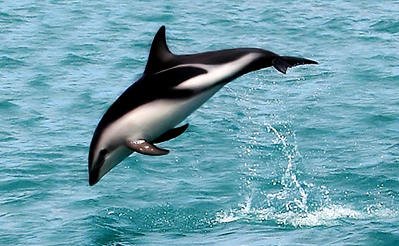 Dusky dolphin. Sumber: Wikipedia