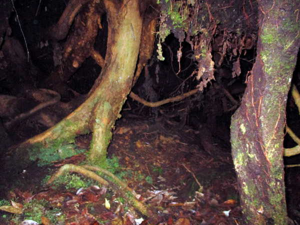 Goa di bawah akar pohon di puncak Hutan Bukit Sarang Macan ini dipercaya sebagai tempat harimau beristirahat. Foto: Dedek Hendry