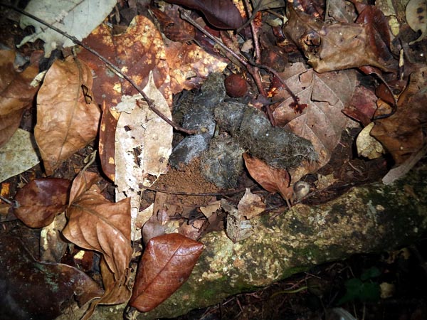 Kotoran harimau sumatera yang ditemukan tim PHS KS saat melakukan patroli. Foto: Dok. Pelestarian Harimau Sumatera Kerinci Seblat