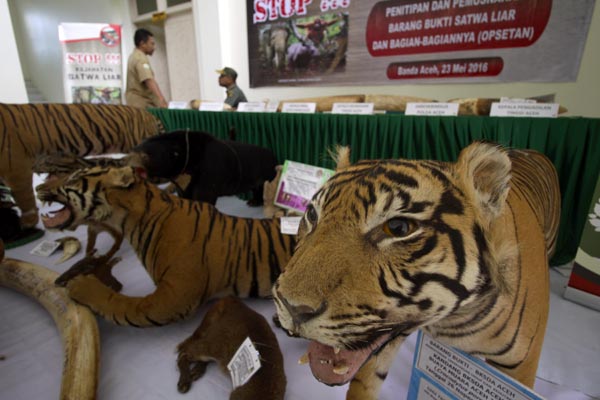 Harimau sumatera yang terus diburu menyebabkan populasinya berkurang. Penegakan hukum harus terus dilakukan bagi pelaku. Foto: Junaidi Hanafiah