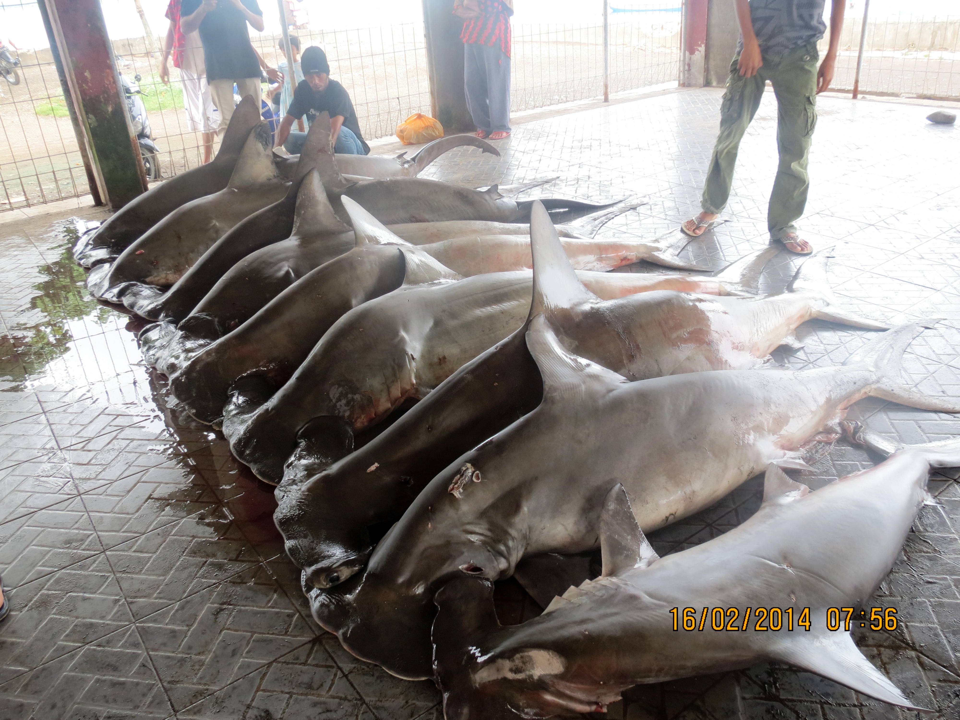 Perdagangan ikan hiu di TPI Pelabuhan Tanjung Luar, Lombok Timur, NTB pada Minggu (16/02/2014). Foto : LPSN Lombok Timur