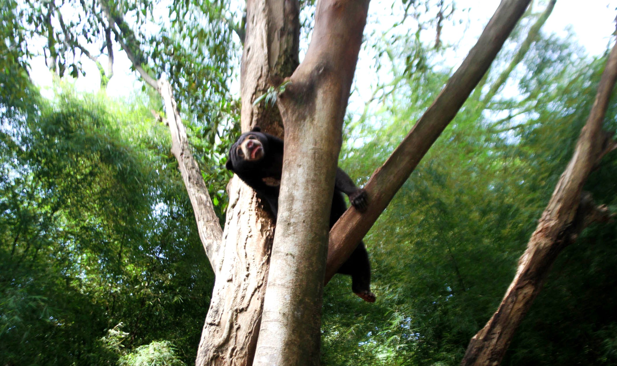 Beruang madu (Helarctus malayanus) menaiki pohon yang berada di kandang di Kebun Binatang Bandung (KBB), Jalan Tamanasari, Kota Bandung, Rabu (18/01/2017). Berdasarkan arahan Kementrian Lingkung Hidup dan Kehutanan, KBB dianjurkan untuk memperbaiki fasilitas penunjang kesejahteraan satwa. Foto : Donny Iqbal 