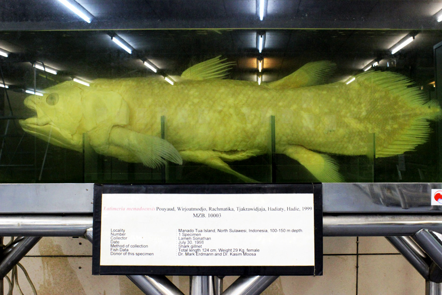 Ikan purba Latimeria menadoensis yang spesimen basahnya berada di Gedung Widya Satwaloka, LIPI, Cibinong, Bogor | Foto: Rahmadi Rahmad