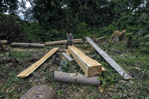 Perambahan kayu yang terjadi di hutan wilayah Kabupaten Aceh Besar. Foto: Junaidi Hanafiah