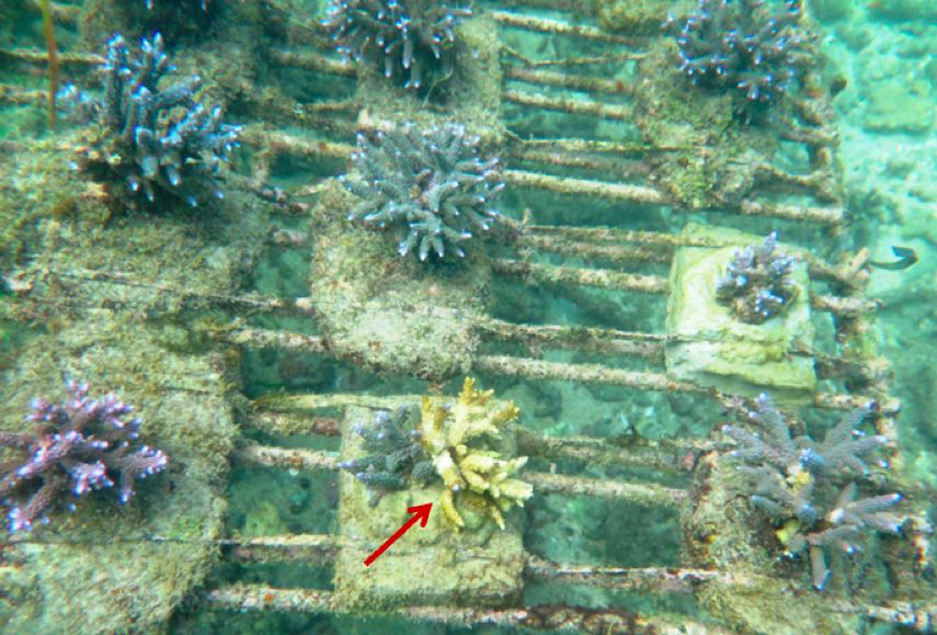 Indukan karang yang diserang hama siput (gastropoda), perawatan dari hama dan alga sebagai kompetitor perlu dilakukan. Foto: Ofri Johan. 
