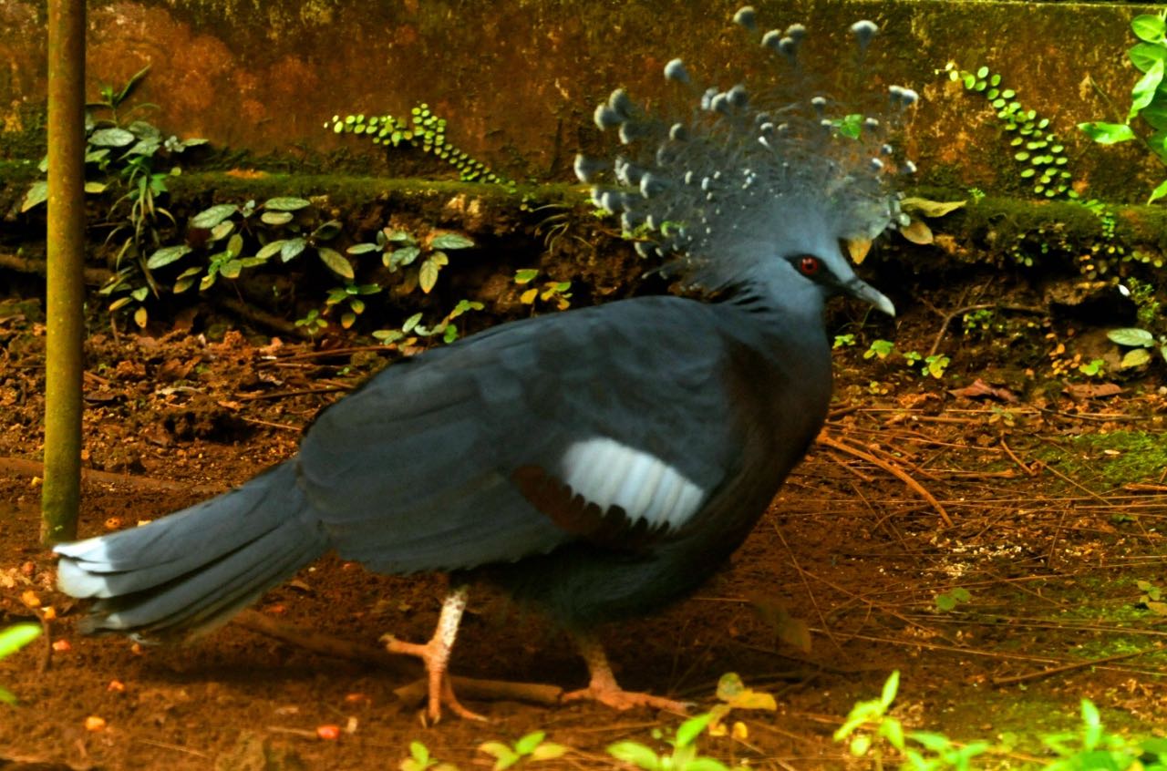 Jenis Jenis Burung Endemik Papua Yang Harus Dilindungi