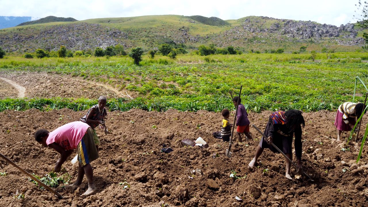 Para petani tradisional dataran tinggi di Lembah Baliem, tampak sedang mengerjakan tanah. Satu tradisi yang telah dilakukan sejak ribuan tahun secara bergenerasi. Foto: Wahyu Mulyono