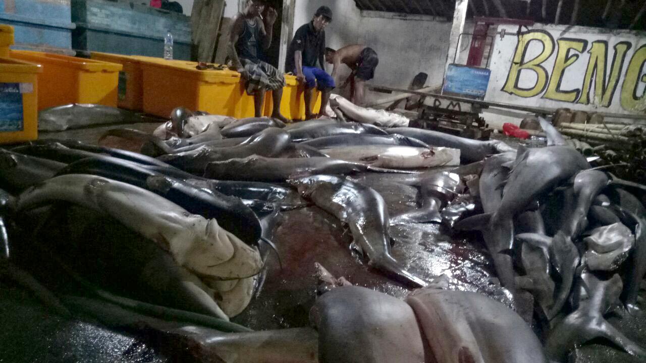 Puluhan hiu yang disita dari Kapal Layar Motor (KLM) Sumber Laut oleh Direktorat Polisi Air (Ditpolair) Polda Jawa Timur. Foto: Ditpolair Poda Jatim