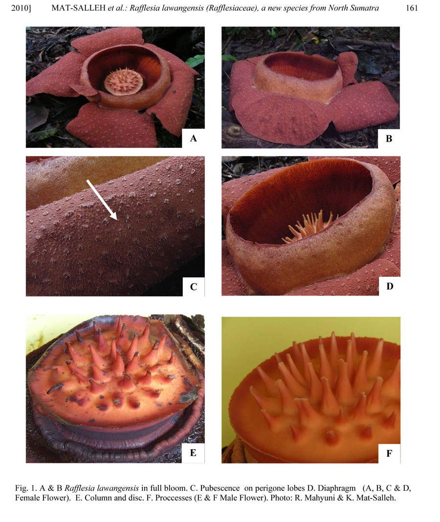 Rafflesia lawangensis. Sumber: Jurnal REINWARDTIA, Lembaga Ilmu Pengetahuan Indonesia (LIPI)