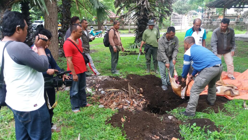 Petugas mengubur bangkai empat indukan kijang yang ditembak pemburu di di Taman Nasional Bali Barat (TNBB) dan ditemukan pada Sabtu (14/01/2017) dini hari. Foto : TNBB