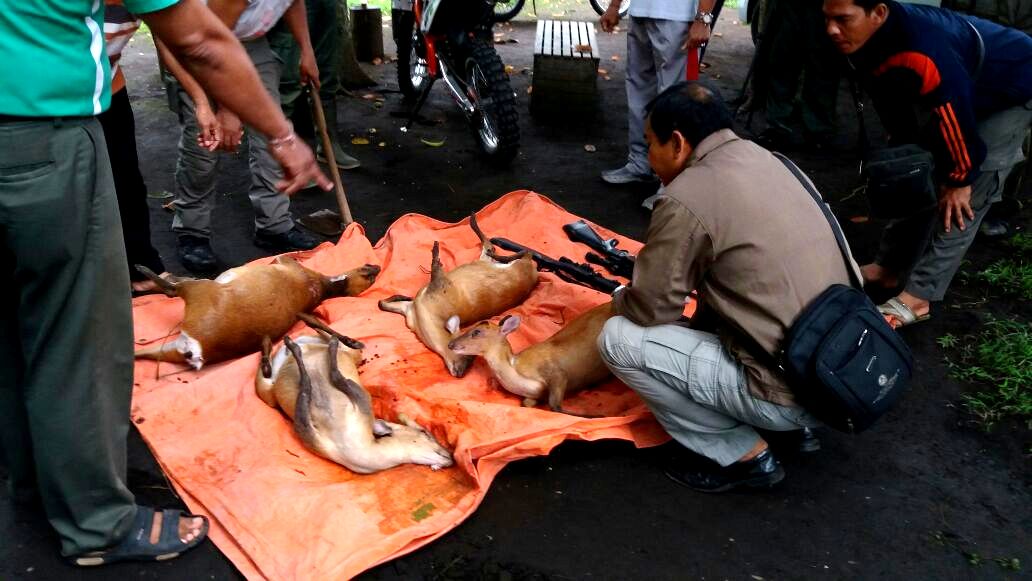 Petugas sedang mengamati barang bukti berupa 2 senapan dan bangkai empat indukan kijang yang ditembak pemburu di di Taman Nasional Bali Barat (TNBB) dan ditemukan pada Sabtu (14/01/2017) dini hari. Polisi sedang menyelidiki pemburu yang menyewa mobil yang kabur ketika digerebeg petugas. Foto : TNBB