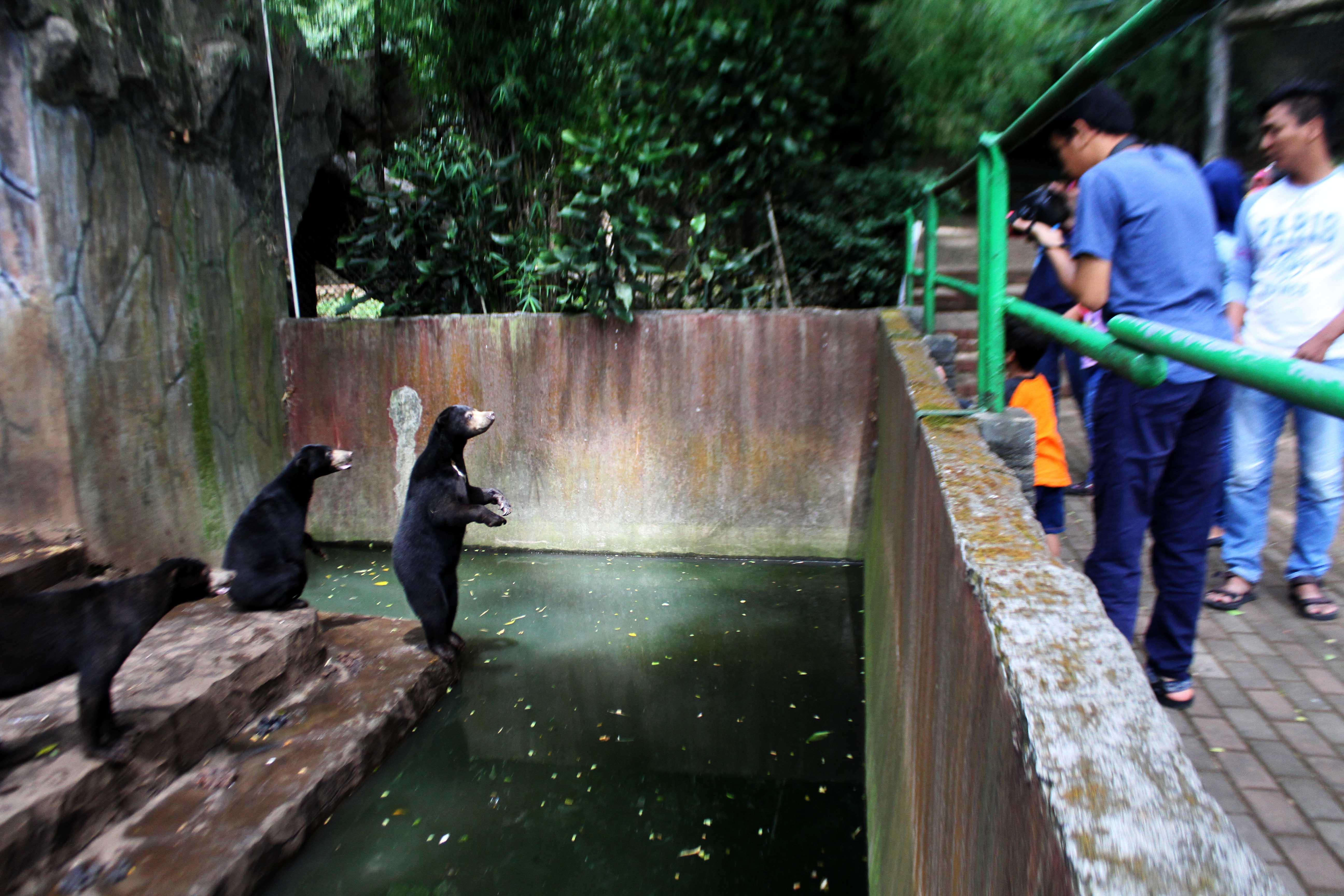 Beruang madu berdiri meminta makanan kepada para pengunjung di Kebun Binatang Bandung, Jalan Tamansari, Kota Bandung, Rabu (18/01/2017). Beruang madu menjadi sorotan setalah diberitakan media asing terkait kondisinya yang kurus. Foto : Donny Iqbal