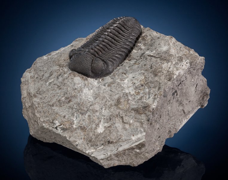 Fosil yang diperkirakan berasal dari Periodesasi Cambrian, 500 juta tahun silam. Sumber: dyn3.heritagestatic.com
