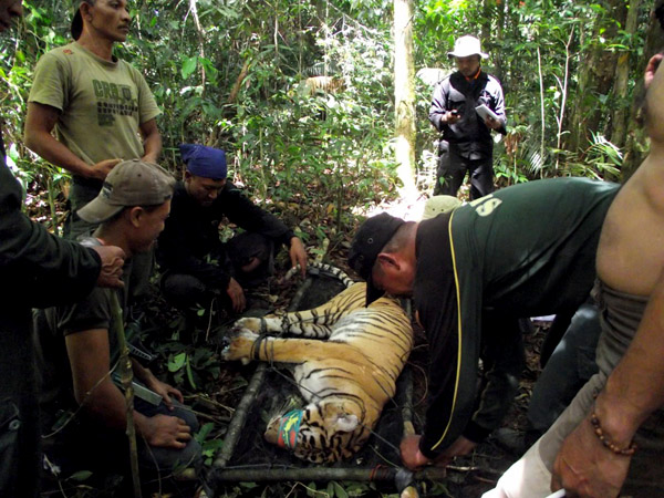Penyelamatan harimau yang terkena jerat oleh tim Pelestari Harimau Sumatera Kerinci Seblat. Foto: Dok. Pelestari Harimau Sumatera Kerinci Seblat